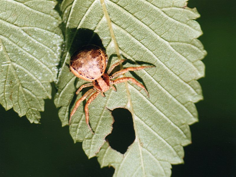 Xysticus sp.